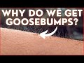 Why Do We Get GOOSEBUMPS 3D Animation Shorts