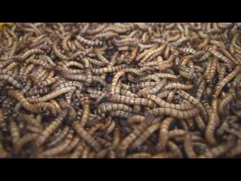 GROUP OF WORMS CLOSE UP SP9UJMDF