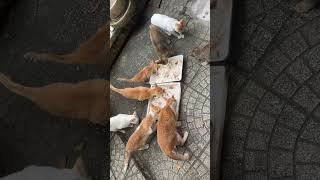 Download lagu Nhìn thấy rất là đáng thương quá đi nhé #answer #love #travel #automobile #topgamedoithuonguytin mp3 Download lagu Nhìn thấy rất là đáng thương quá đi nhé #answer #love #travel #automobile #topgamedoithuonguytin mp3