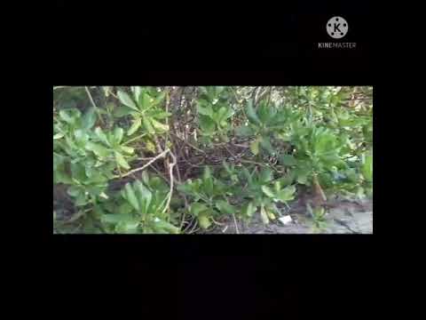 UDUPI TO UCHILA BEACH VLOG