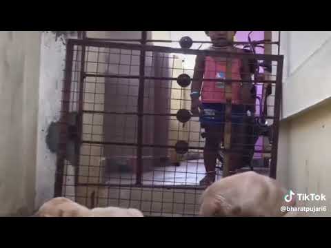 All breed dogs available male and female 30 less rupees Sri Lakshmi dog kennel Bidar Gulbarga Raichu