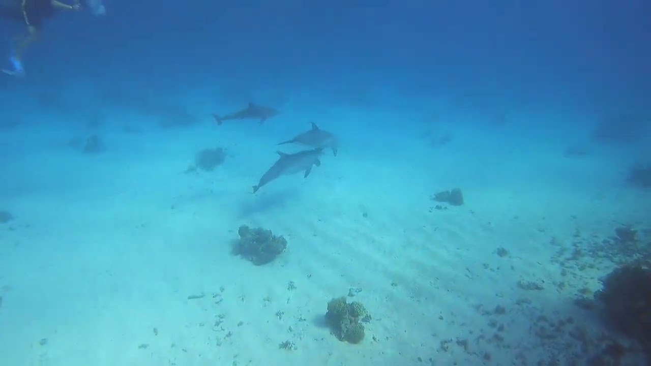 Dolphin