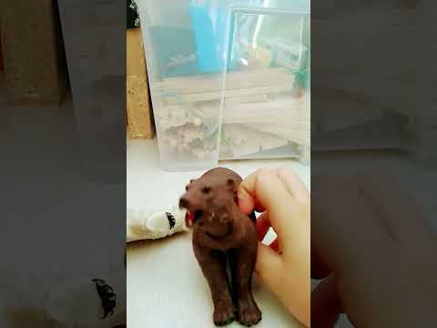 orso bruno vs orso polare