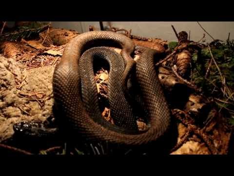 Vipera berus porn...