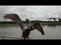 The Magic Of Nature On A Rainy Day In Savannah When Wildlife Steals The Spotlight ️