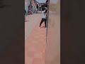 Chennai Kana Pullingo Chennai Pullingo Train