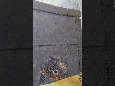 Essa abelha “enche” tudo de cerume… e o motivo é incrível! 🐝