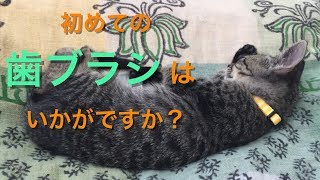 【猫】初めての歯ブラシはいかがですか？