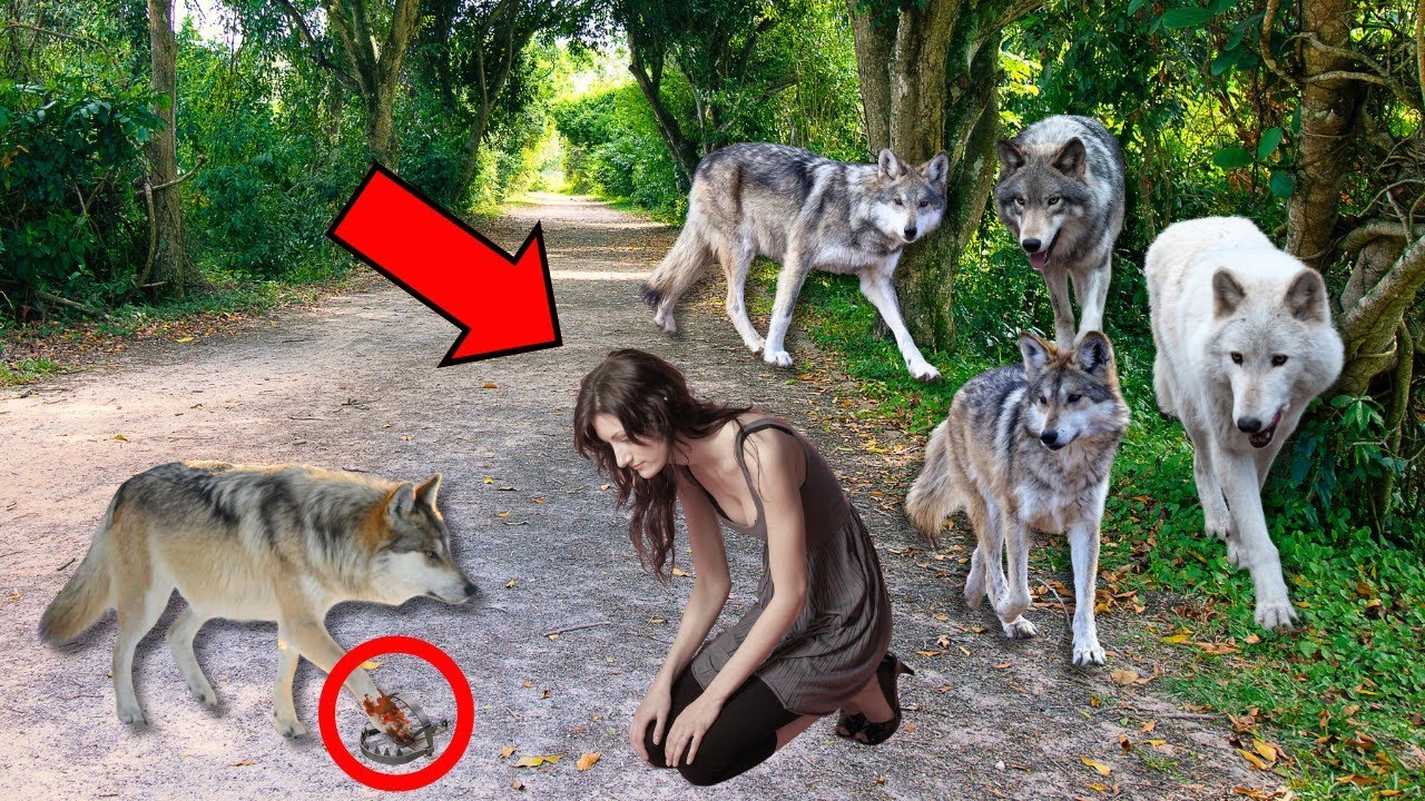 YouTube Thumbnail Downloader FULL HQ IMAGE