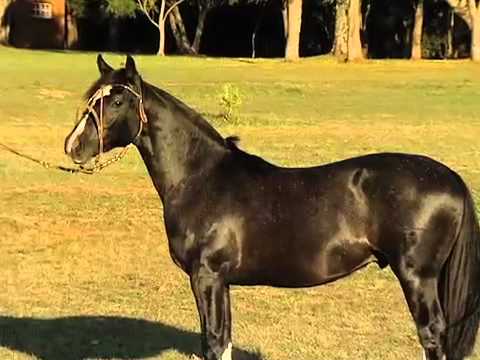 Genética Reconquista Rompe Fronteiras