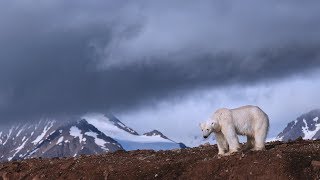 Dr. Steve Amstrup - Polar Bears in 50 years