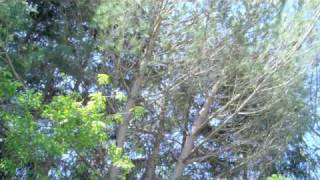 an afternoon in petaluma