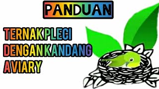 Download lagu Ternak pleci dengan kandang aviary _ josterops mp3