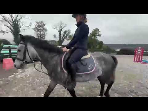 13.2 pony - Image 2