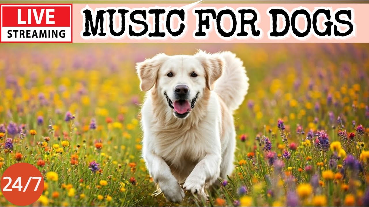 🔴[LIVE] Dog Music🎵Dog Calming Music🐶💖Separation Anxiety Relief Music💖🦮Sleeping Music For Dogs🔴22