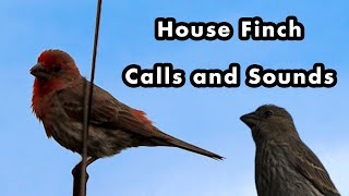 Download lagu Seperti Apa Suara Burung Pipit Rumah? - Suara Burung Pipit Rumah - Efek Suara mp3