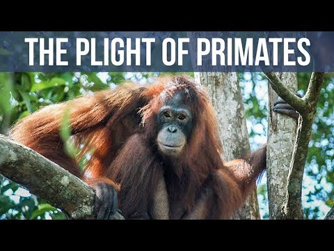 Pony the Orangutan Slave, and the Plight of Primates