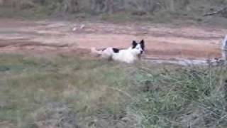 preview picture of video 'Dog in Mud.wmv'