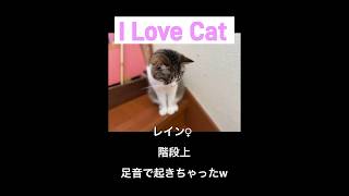 #ilovecats #元保護猫 #寝顔 #ラグドール #盲目の猫 #癒され猫動画