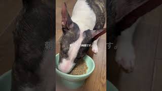 2026.3.29朝ごはん#ブルテリア#bullterrier#犬#犬との暮らし#愛犬#dog#可愛い#わんこ#お散歩#family#パピー #仔犬