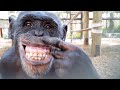 Chimpanzees React to Their Reflections in a Mirror