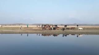 preview picture of video 'Gulmarg Adventures doing different with pony'