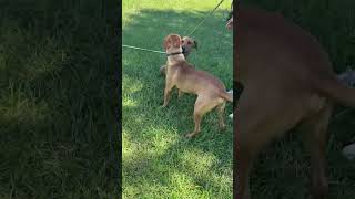 Video preview image #1 Mutt Puppy For Sale in Woodbury, NY, USA