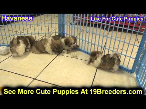 Havanese, Puppies, For, Sale, In,Omaha ,Nebraska, NE,Lincoln, Bellevue, Grand Island