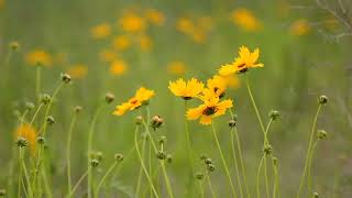 Flower in the Rain (Jaci Velasquez)