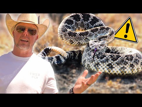 Rattlesnakes 101: What You Need to Know to Stay Safe