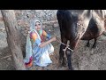 Cow Milking By Hand First Time Mayka Vlog Village LIfe Vlogs Rajasthan Ki Ekta