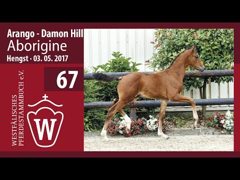 67 Aborigine  Hengst v. Arango - Damon Hill