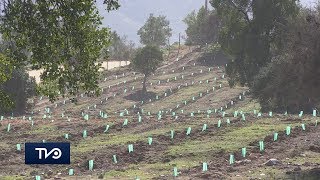 En el sector Valdebenito de Las Cabras se está llevando reforestación de especies nativas
