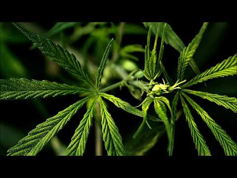 Alkontana, Razor-t, Dissiii - Blickwinkel (prod. by Homage)