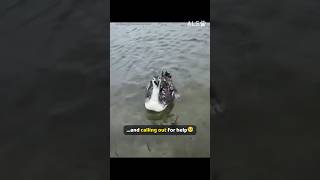 A loon calls out in the shallows, and a rescuer comes to help 🐦❤️  #BirdRescue #WildlifeRescue