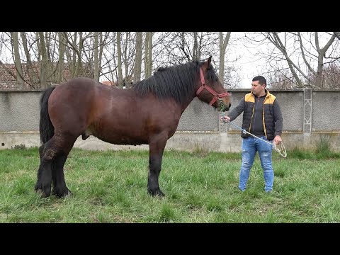 Caii lui Cristinel de la Sicula Arad - 2023 Nou!!!