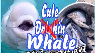 Cute Beluga Whale ‖ White Dolphin #Shorts