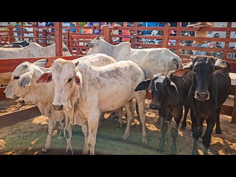 CONHECI A NOVA FEIRA DE GADO EM BONITO PE!! MELHOR ESTRUTURA DA REGIÃO?