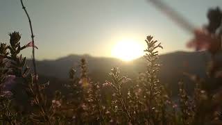 Download lagu Beautiful Sunrise & The Flowers | NO COPYRIGHT VIDEO | NATURE mp3