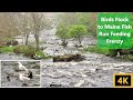 Gulls Feeding On Spring Alewife Fish Run A Mini Documentary