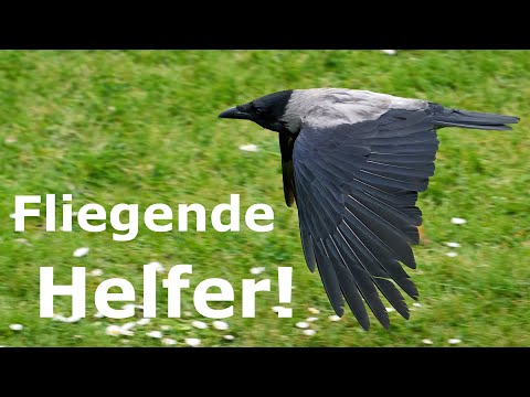 Fliegende Helfer sammeln und suchen - Müllentsorgung mal anders - des einen Müll - des anderen Gold!