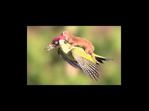 Extraordinary Weasel rides on woodpecker's back   BBC News