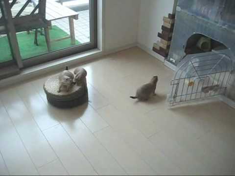 Prairie Dogs and Roomba - Adorable!