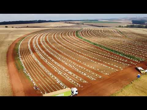 Colheita do Alho em Tapira Minas Gerais