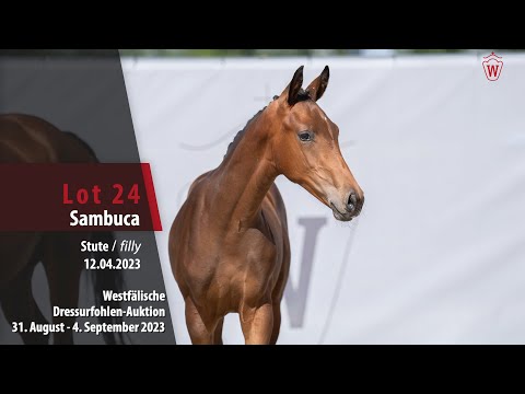 Dressurfohlen-Auktion Lot 24 Sambuca Stute v. Skyline to B - Estobar NRW