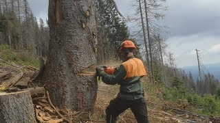 STIHL MS 261