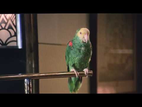 Johnny Dangerously - Danny Vermins favorite things