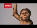‘Lucy’s baby’ suggests famed human ancestor had a primitive brain