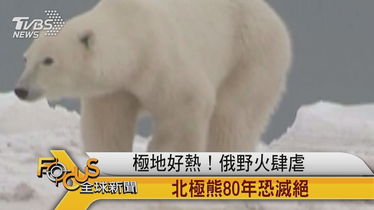 極地好熱!俄羅斯野火肆虐.北極熊80年恐滅絕