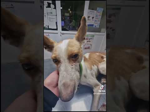 Blind podenca abandoned in the rambla!